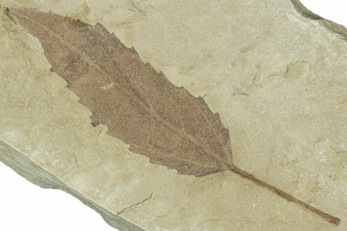 Detailed Fossil Leaf (Populus) - Green River Formation, Utah #323394